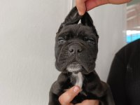 Cane Corso Yavrularımız ırk garantilidir