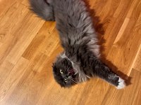 Scottish fold longhair kedimize yeni bir ev arıyoruz