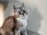 Saf kan xxl şecereli maine coon yavruları
