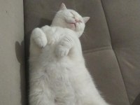 Beyaz british shorthair 1.5 aylık