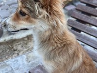 Yavru kırma collie ÜCRETSİZ