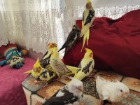 Ele alışık pier grey lutino sultan yavrular yeme düştü