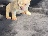 French bulldog köpeğimiz dişi