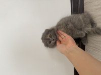 2 aylık dişi uzun tüylü scottish fold
