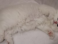 Muhteşem Scottish Fold Longhair