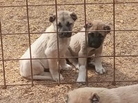 mükemmel ırk safkan kangal yavruları