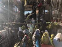 Eğitime açık muhabbet kuşu ve damızlıklar