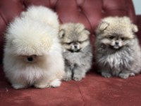 Petmode köpek çiftliğinde ziyarete açık  pomeranian