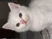 British Shorthair Beyaz Yavrular