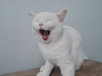 18 Ağustos Doğumlu Scottish Fold Yavru