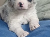Blue Merle border collie