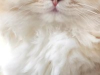 Ny12 Golden full şecereli british longhair
