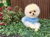 Erkek pomeranian teddy bear