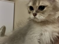 British Longhair Erkek Yavru Kedimiz