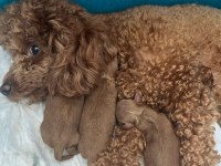 Evimde gözüm gibi baktığım poodle bebeklerim