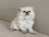 British shorthair 1.5 aylık dişi