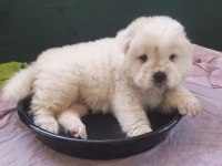 A KALİTE CHOW CHOW YAVRULARIMIZ