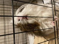 1 Yaşında Erkek Adı Çorap Guinea Pig