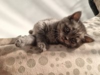 British longhair