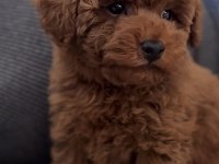 Toy Poodle Cinsi Köpeğimiz