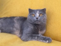 Ankarada scottish fold