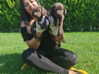 Çikolata labrador yavrularım