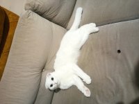 Sahiplendirilecek scottish fold kırık kulak