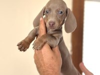 ÇİFTLİĞİMİZDEN GARANTİLİ DACHSHUND BEBEKLER