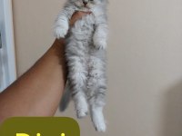 Ballı lokma scottish fold kedimiz