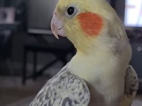 Erkek sultan papağanı 1 yaş