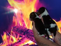 Beagle yavrularımız ırk garantilidir