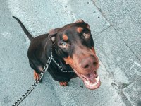 3 Yaşında dişi kısır doberman