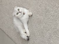 Scottish fold 1.5 yaşında izmir urla