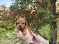 A kalite toy poodle yavrularımız