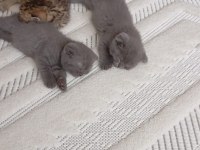 YAVRU BRİTİSH SHORTHAİR KEDİLER