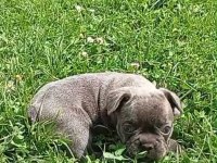 Fransız bulldog dişi ve erkek