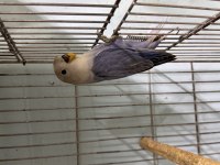 Bebek Sevda Papağanı