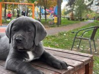 Cane Corso yavrumuz