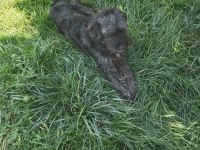 Terrier köpeğimizi yer ve sağlık probleminden dolayı