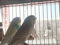 2 çift muhabbet kuşum var uyguna
