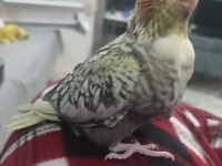 oyuncu sultan papağanı bebekler