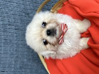 Beyaz pekinez köpeği