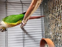 Conure parrot