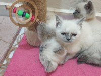 British shorthair Blue Point Yavrular