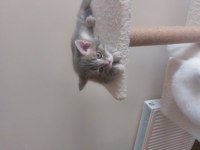Safkan British Shorthair Kedisi