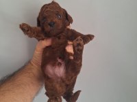 Mınik poodle yavrularımız