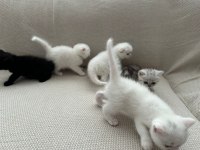 3 BEYAZ 1 SİYAH YAVRU KEDİM