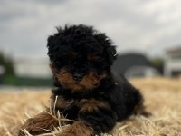 Black Tan Maltipoo Eşsiz Güzellikte Yavrumuz