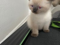 İkiz kedi dişi ve erkek