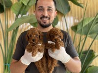 Toy Poodle Referans Yavrular